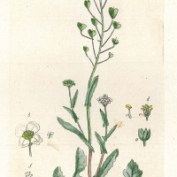 HEILPFLANZEN. - Gewöhnliches Hirtentäschel. Bild 1