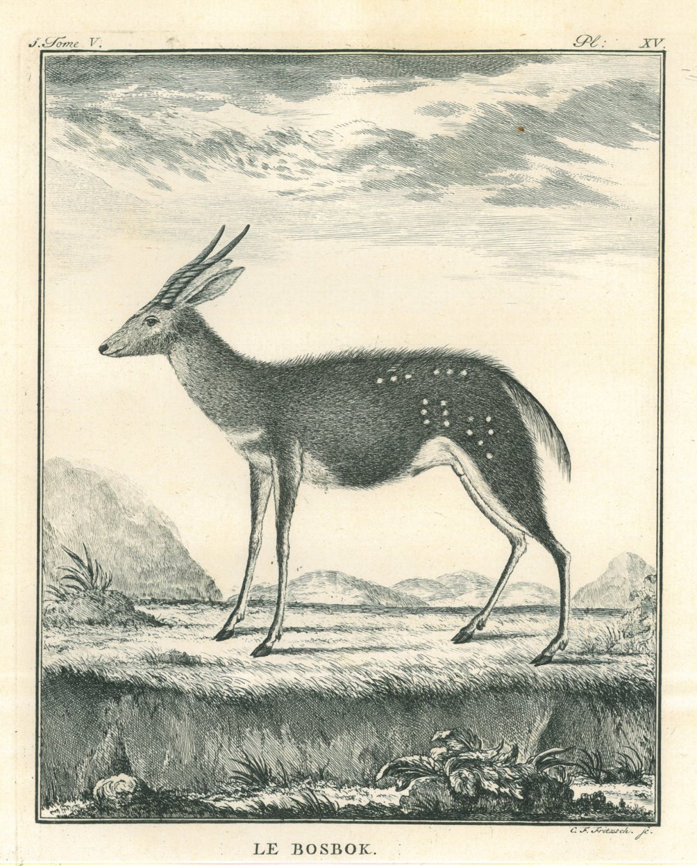 ANTILOPE. Buschbock.