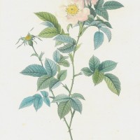 BLUMEN. - Rosen. Bild 1