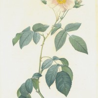 BLUMEN. - Rosen. Bild 1