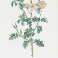 BLUMEN. - Rosen. Picture 1