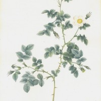 BLUMEN. - Rosen. Picture 1