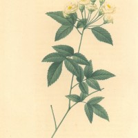 BLUMEN. - Rosen. - Wildrose. Bild 1