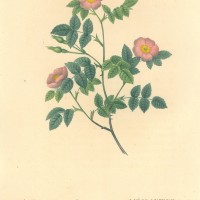BLUMEN. - Rosen. Bild 1