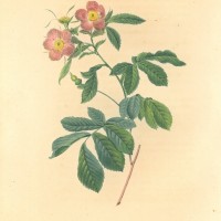 BLUMEN. - Rosen. - Eschenrose. Picture 1