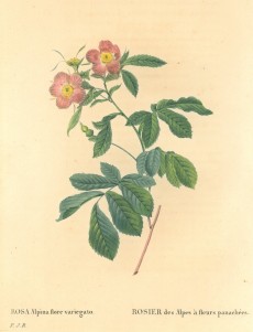 Picture 1