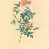 BLUMEN. - Rosen. - Gartenrose. Bild 1