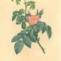BLUMEN. - Rosen. Bild 1