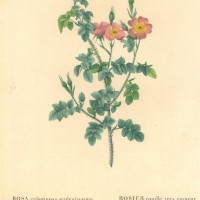 BLUMEN. - Rosen. - Weinrose. Bild 1