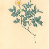 BLUMEN. - Rosen. - Filzrose. Bild 1