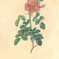 BLUMEN. - Rosen. - Damaszenerrose. Picture 1