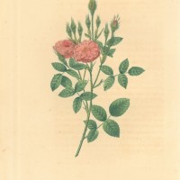 BLUMEN. - Rosen. - Dijon-Rose. Picture 1