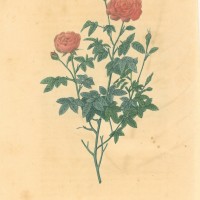 BLUMEN. - Rosen. - Burgunderröschen. Bild 1