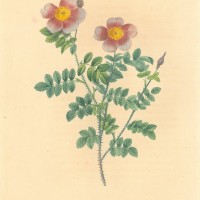 BLUMEN. - Rosen. Picture 1