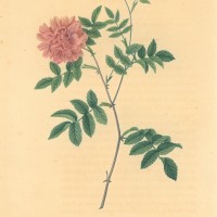 BLUMEN. - Rosen. - Zimtrose. Bild 1