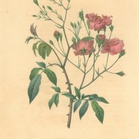 BLUMEN. - Rosen. - Kletterrose. Bild 1