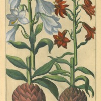 BLUMEN. - Lilie. Bild 1