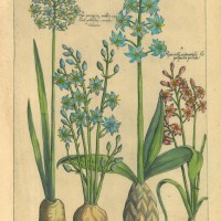 BLUMEN. - Hyazinthen. Bild 1