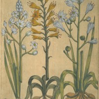 BLUMEN. - Affodill. Bild 1