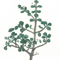 PFLANZEN. Picture 1