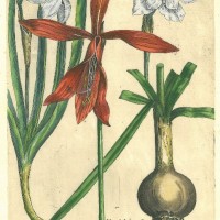 BLUMEN. - Narzisse. Picture 1