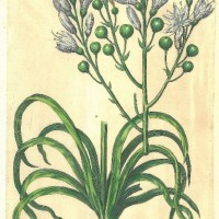 BLUMEN. - Affodill. Picture 1