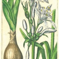 BLUMEN. - Taglilie. Bild 1