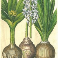 BLUMEN. - Pankrazlilie. Bild 1