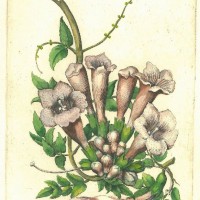 BLUMEN. - Gelsemium. Bild 1