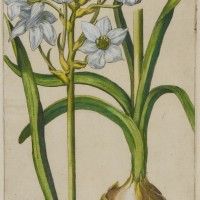 BLUMEN. - Narzisse. Bild 1