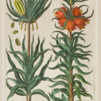 BLUMEN. - Lilie. Bild 1
