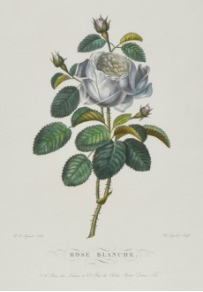Picture 1