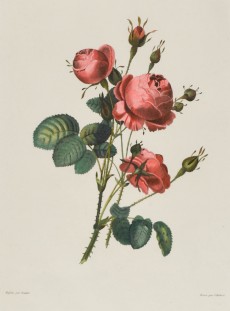 Picture 1