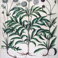 HORTUS EYSTETTENSIS. Bild 1