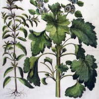 HORTUS EYSTETTENSIS. Bild 1