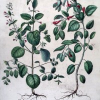 HORTUS EYSTETTENSIS. Bild 1
