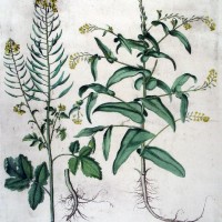HORTUS EYSTETTENSIS. Bild 1