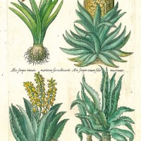 BLUMEN. - Ananas. Bild 1