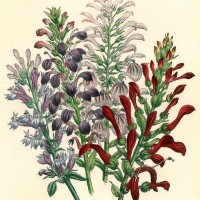 Picture 1