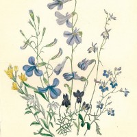 BLUMEN. - Lobelie. Picture 1