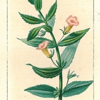 HEILPFLANZEN. - Gratiola. Picture 1
