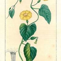 HEILPFLANZEN. - Jalape. Picture 1