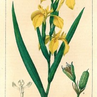 HEILPFLANZEN. - Iris. Bild 1