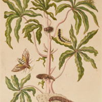 PFLANZEN. - Gouave albis. Picture 1