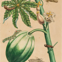 PFLANZEN. - Papaya. Bild 1