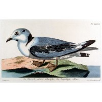 VÖGEL. - Möwe. Picture 1