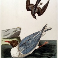VÖGEL. - Möwe. Bild 1