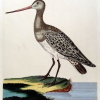 VÖGEL. - Schnepfe. Picture 1