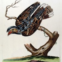 VÖGEL. - Nachtschwalbe. Bild 1