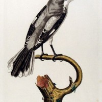 VÖGEL. - Würger. Bild 1